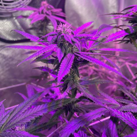 Unknown strain growlog timeline photo