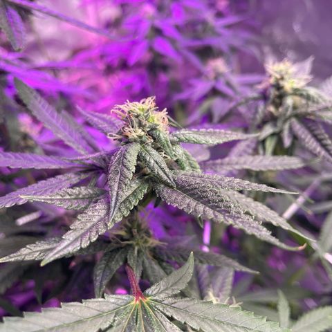 Unknown strain growlog timeline photo