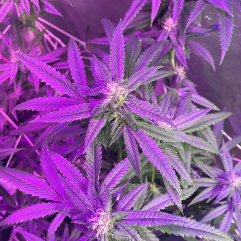 Unknown strain growlog timeline photo