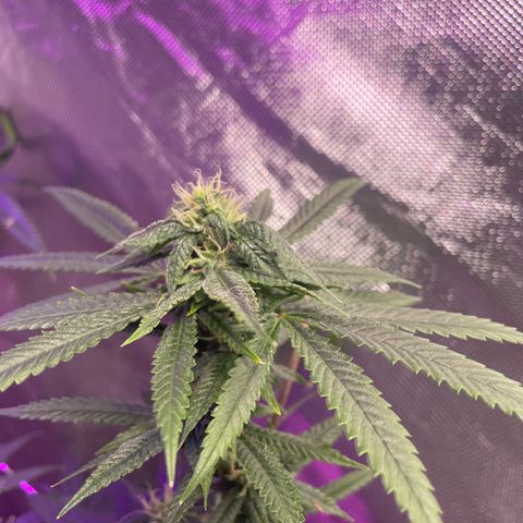 Unknown strain growlog timeline photo