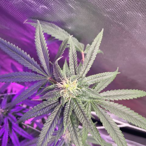 Unknown strain growlog timeline photo