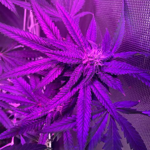 Unknown strain growlog timeline photo