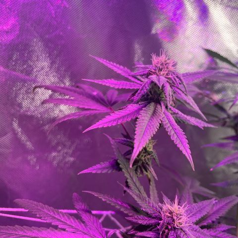 Unknown strain growlog timeline photo
