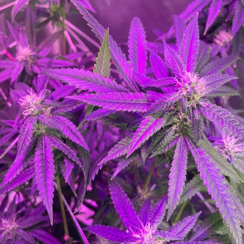 Unknown strain growlog timeline photo