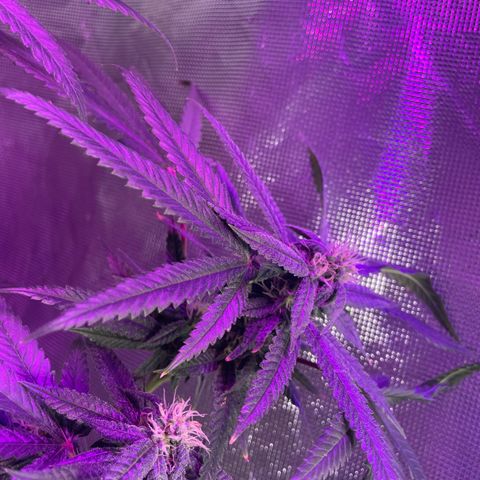 Unknown strain growlog timeline photo