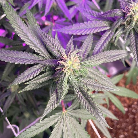 Unknown strain growlog timeline photo