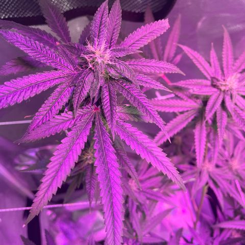 Unknown strain growlog timeline photo