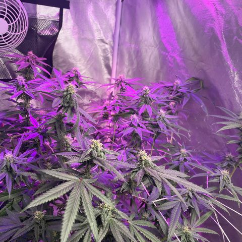 Unknown strain growlog timeline photo