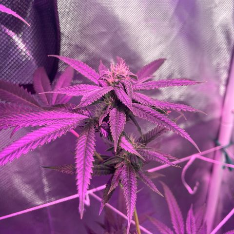 Unknown strain growlog timeline photo