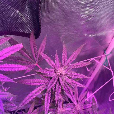 Unknown strain growlog timeline photo