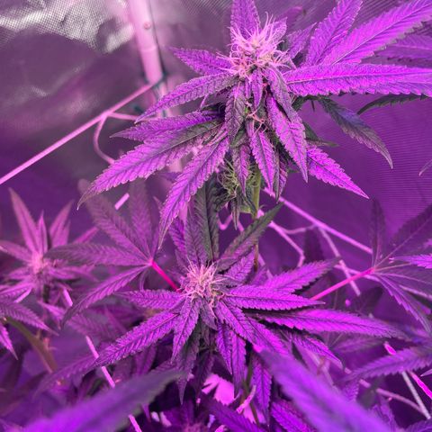 Unknown strain growlog timeline photo