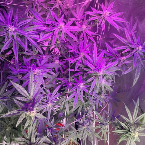 Unknown strain growlog timeline photo