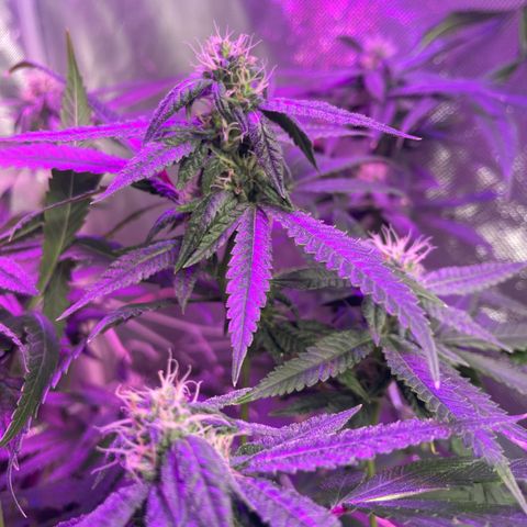 Unknown strain growlog timeline photo