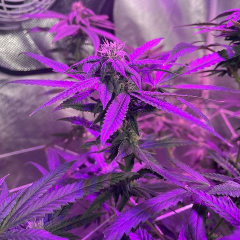 Unknown strain growlog timeline photo