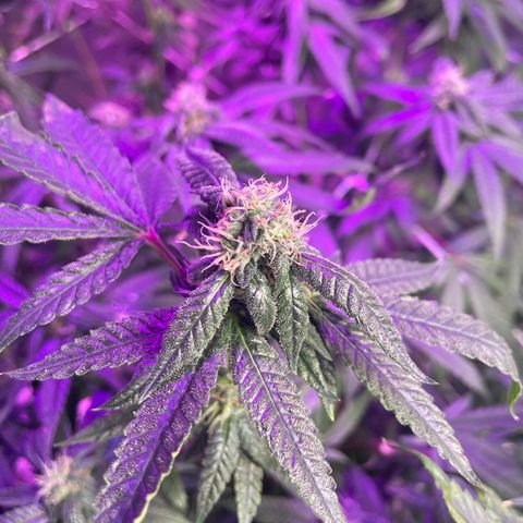 Unknown strain growlog timeline photo