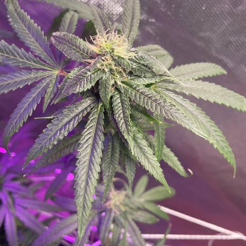 Unknown strain growlog timeline photo
