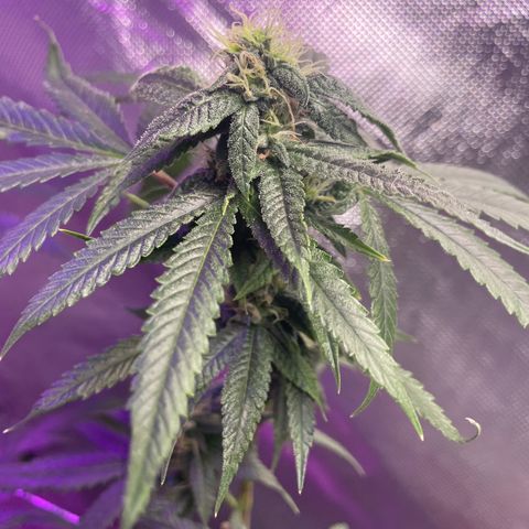 Unknown strain growlog timeline photo