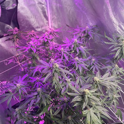 Unknown strain growlog timeline photo
