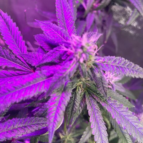 Unknown strain growlog timeline photo