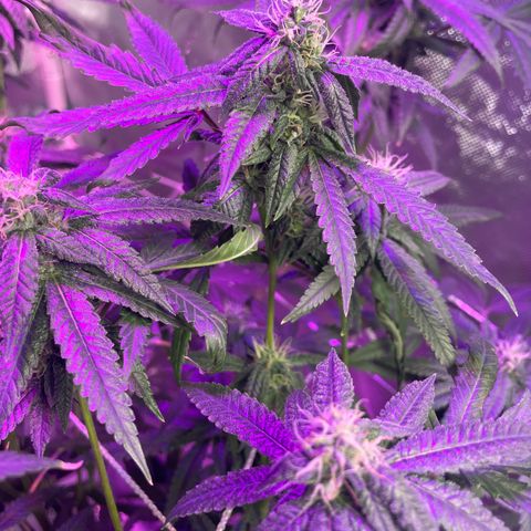 Unknown strain growlog timeline photo