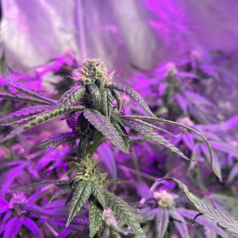 Unknown strain growlog timeline photo