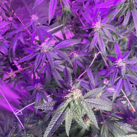 Unknown strain growlog timeline photo