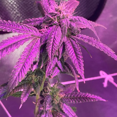 Unknown strain growlog timeline photo