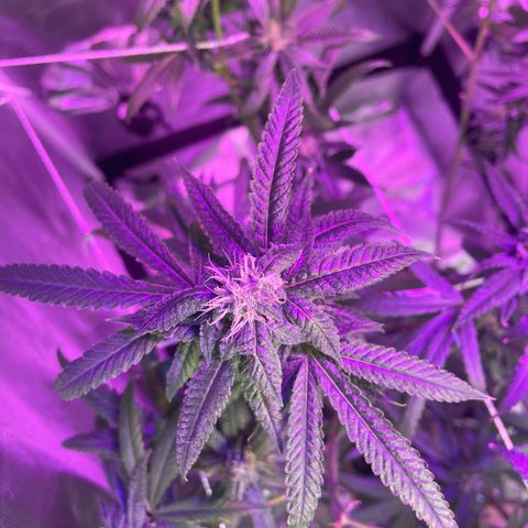 Unknown strain growlog timeline photo
