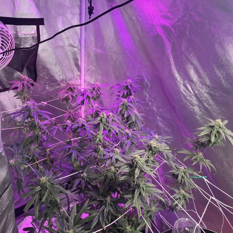 Unknown strain growlog timeline photo