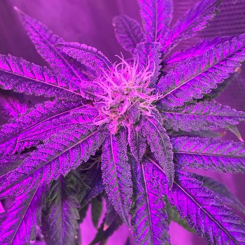 Unknown strain growlog timeline photo
