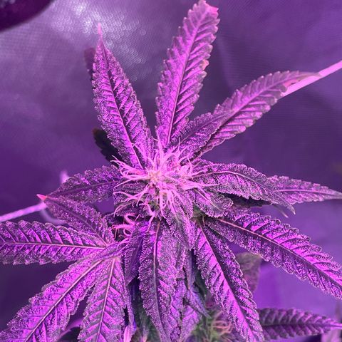 Unknown strain growlog timeline photo