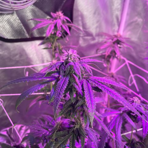 Unknown strain growlog timeline photo
