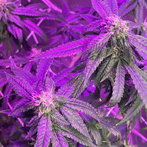 Unknown strain growlog timeline photo