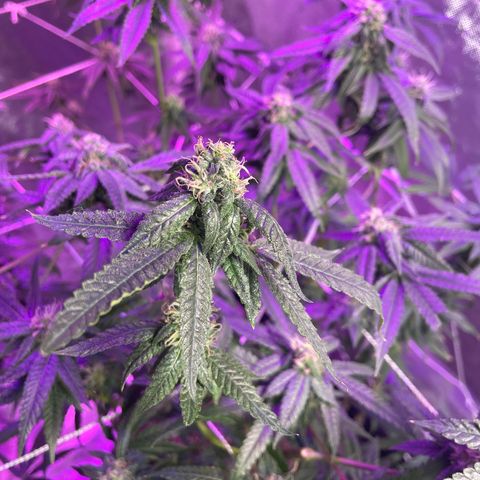 Unknown strain growlog timeline photo
