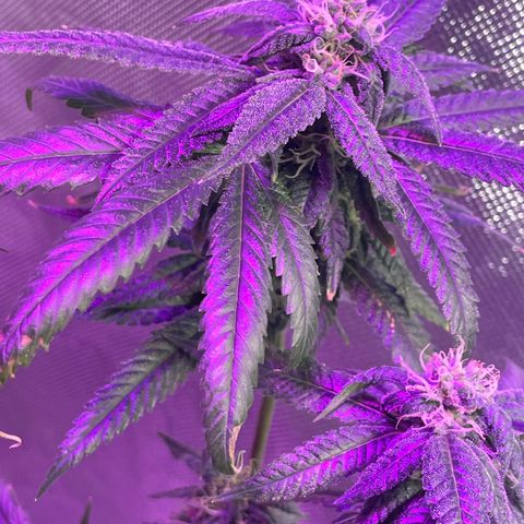 Unknown strain growlog timeline photo