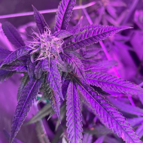 Unknown strain growlog timeline photo