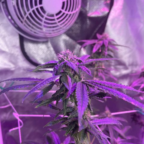 Unknown strain growlog timeline photo