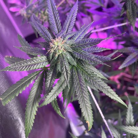 Unknown strain growlog timeline photo