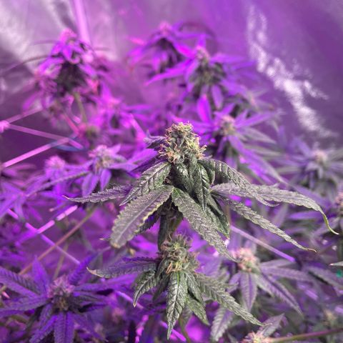 Unknown strain growlog timeline photo