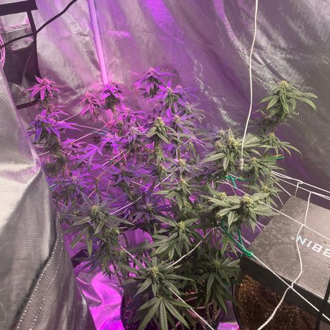 Unknown strain growlog timeline photo