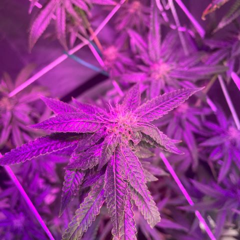Unknown strain growlog timeline photo