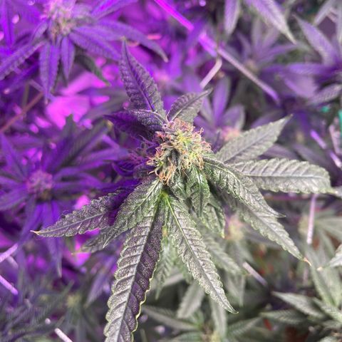 Unknown strain growlog timeline photo