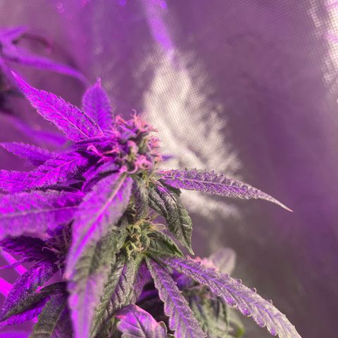 Unknown strain growlog timeline photo