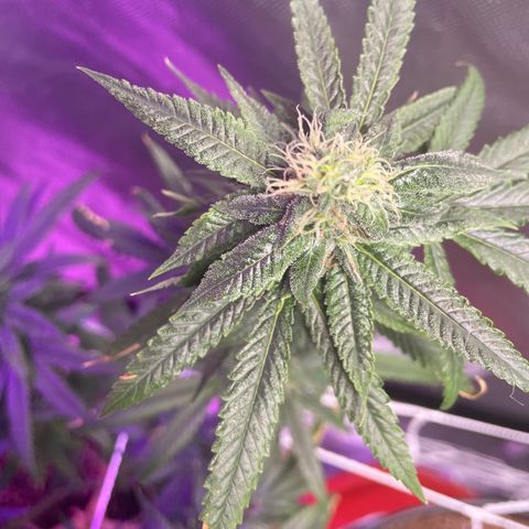 Unknown strain growlog timeline photo
