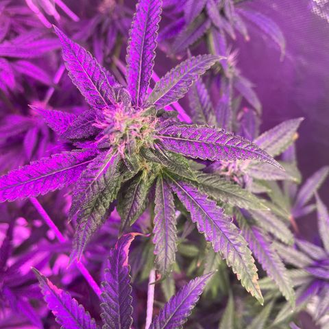 Unknown strain growlog timeline photo