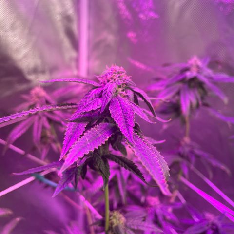 Unknown strain growlog timeline photo