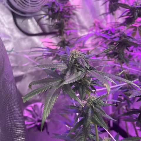 Unknown strain growlog timeline photo