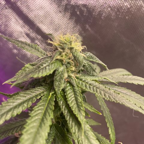 Unknown strain growlog timeline photo