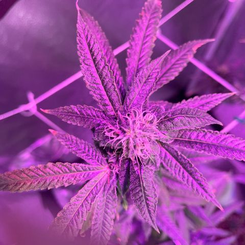 Unknown strain growlog timeline photo