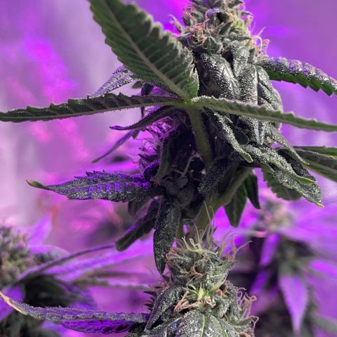 Unknown strain growlog timeline photo